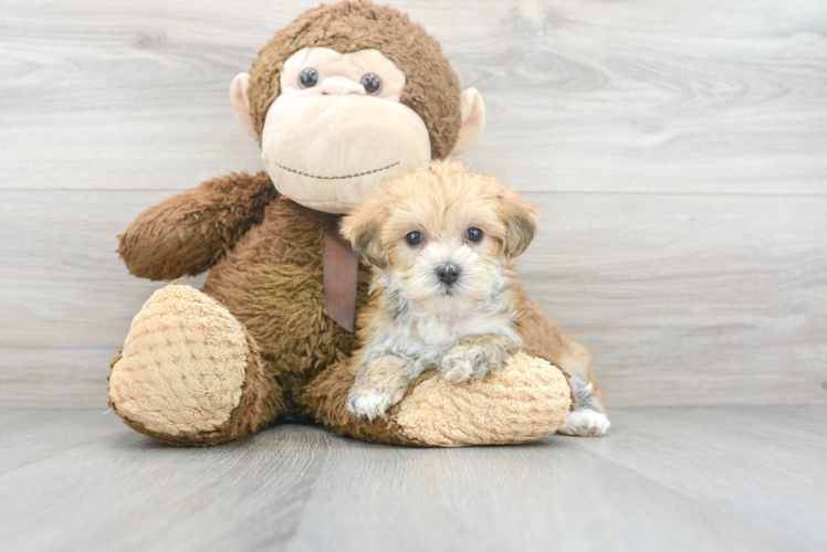 Friendly Morkie Baby