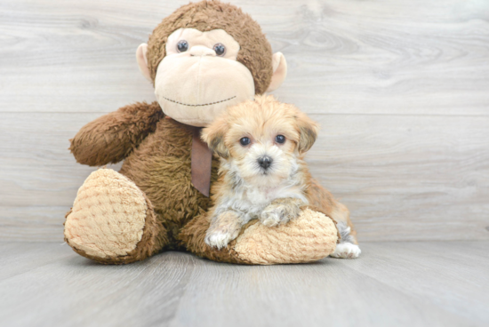 Friendly Morkie Baby