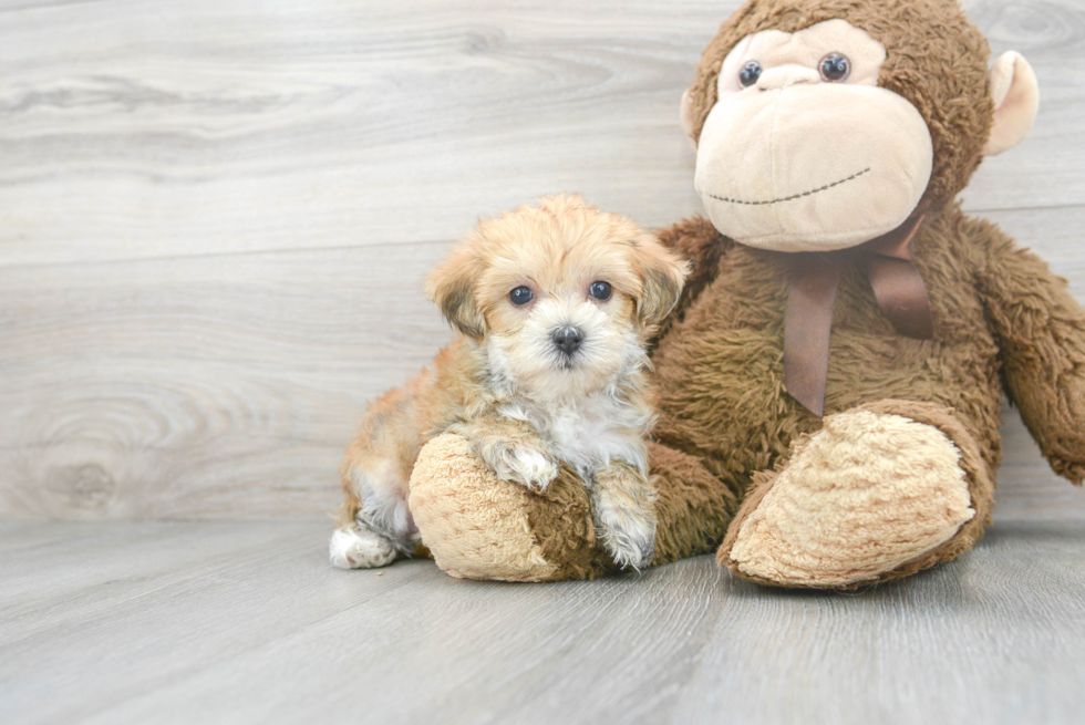 Morkie Pup Being Cute