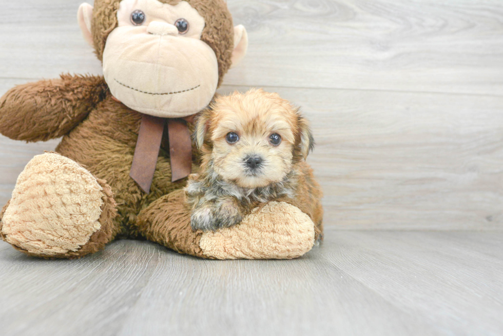 Morkie Pup Being Cute