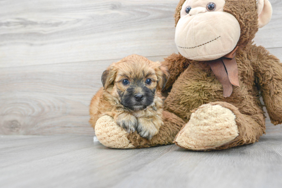 Morkie Pup Being Cute