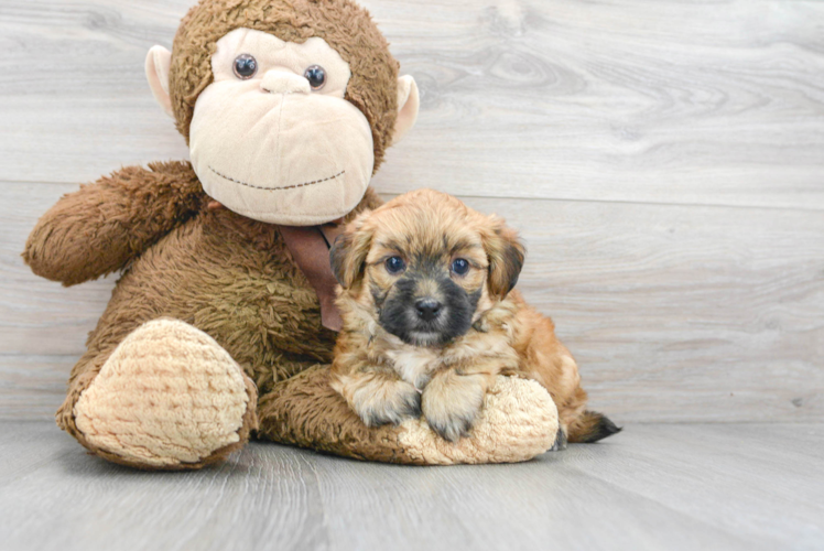 Playful Yorkie Designer Puppy