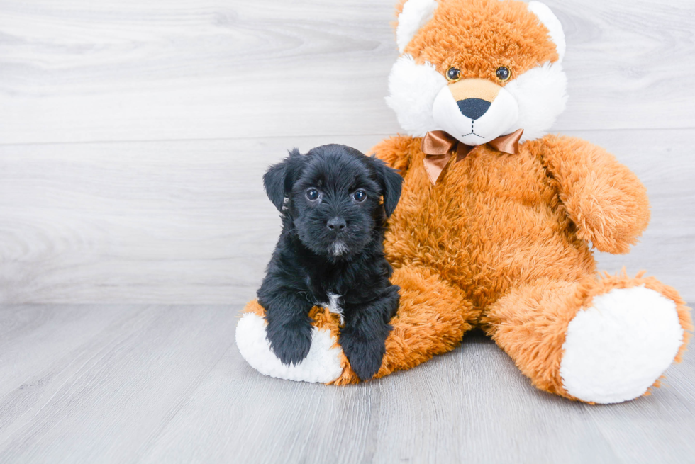 Energetic Yorkie Designer Puppy