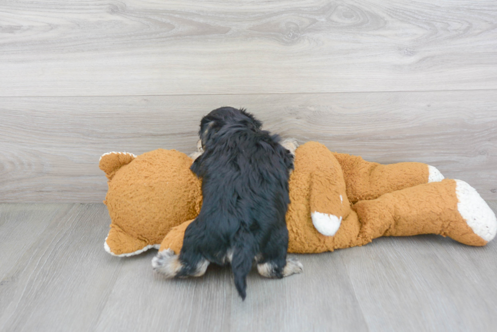 Morkie Puppy for Adoption