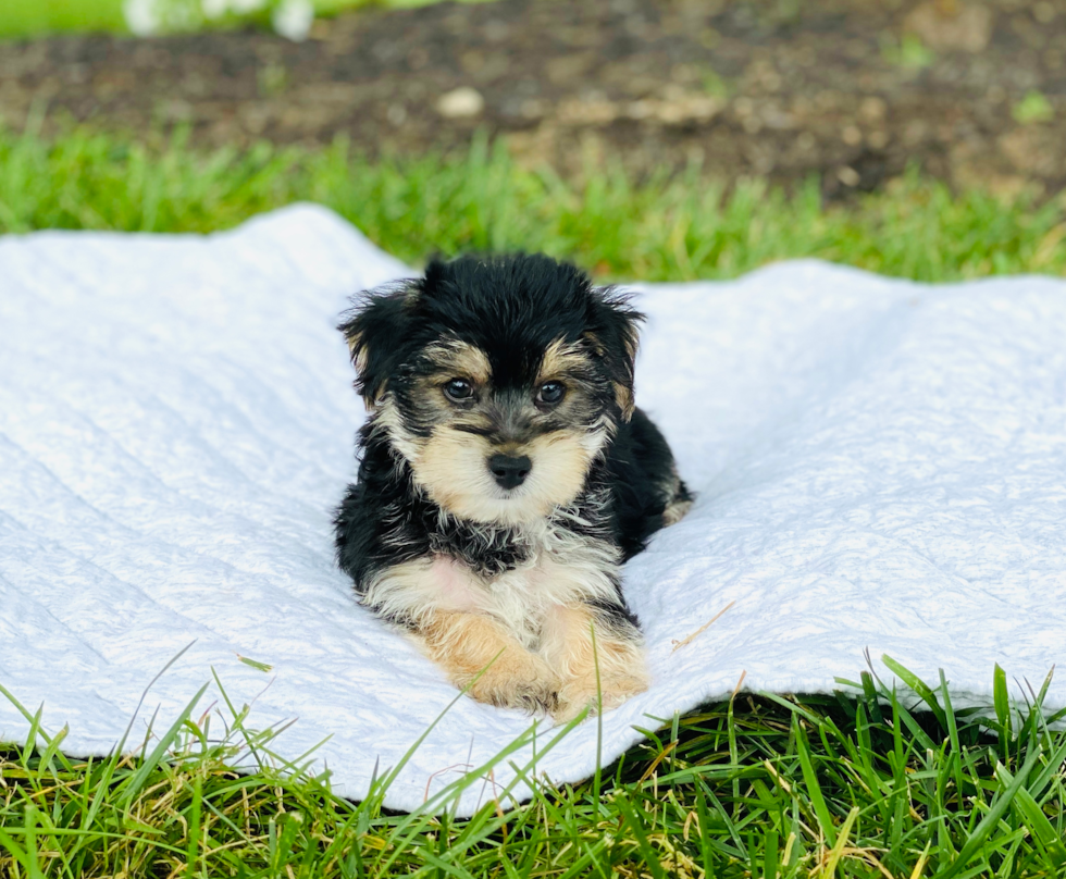 Best Morkie Baby