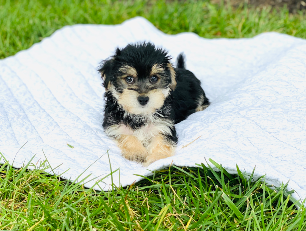 Best Morkie Baby