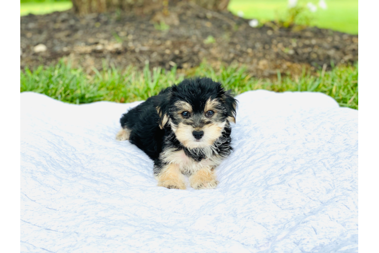 Sweet Morkie Baby