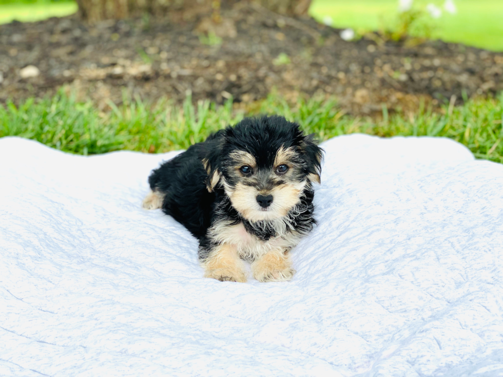 Sweet Morkie Baby