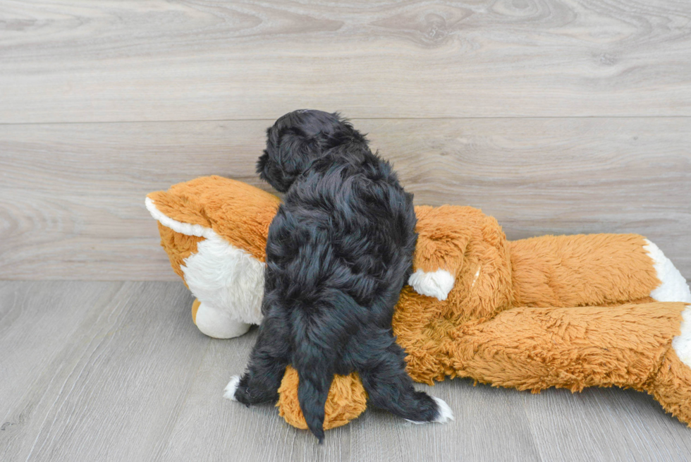 Hypoallergenic Yorkie Designer Puppy