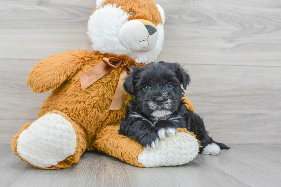 Morkie Pup Being Cute