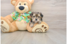 Funny Morkie Designer Pup