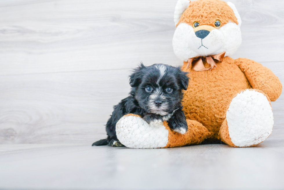 Little Yorkie Designer Puppy