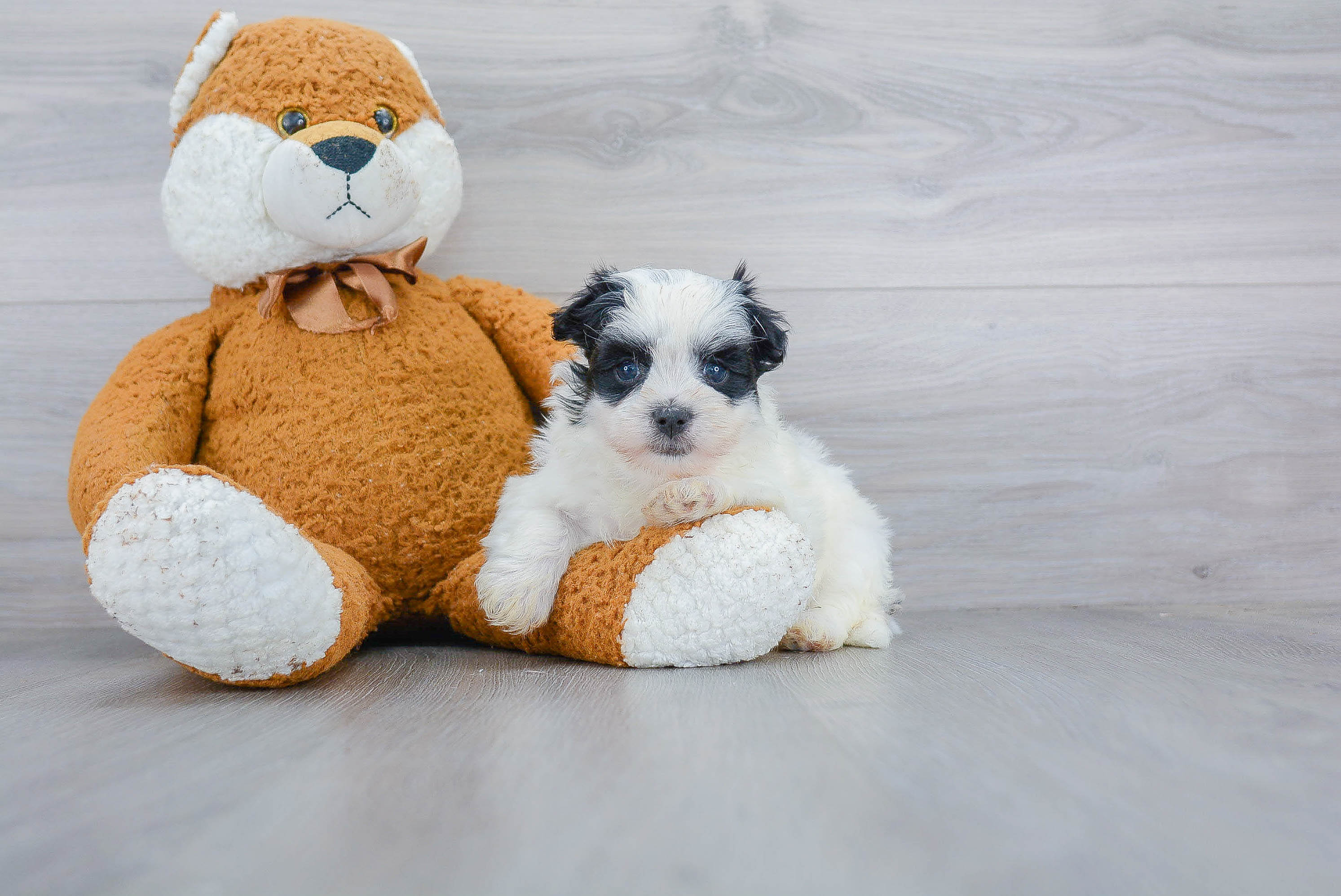 Morkie Pup Being Cute