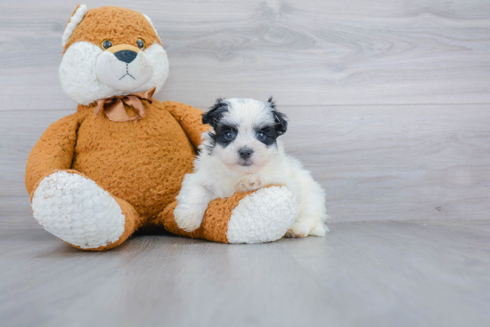 Morkie Pup Being Cute