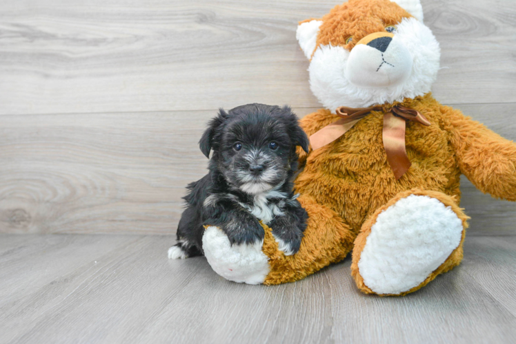 Morkie Pup Being Cute