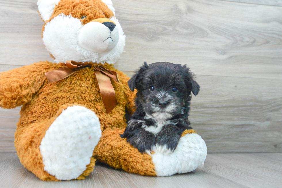 Morkie Pup Being Cute