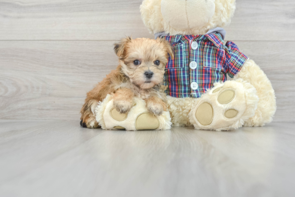 Adorable Yorkie Designer Puppy