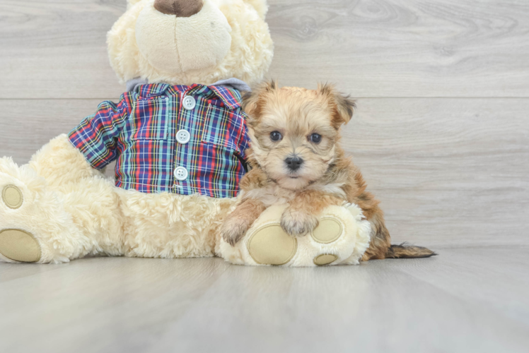 Morkie Pup Being Cute