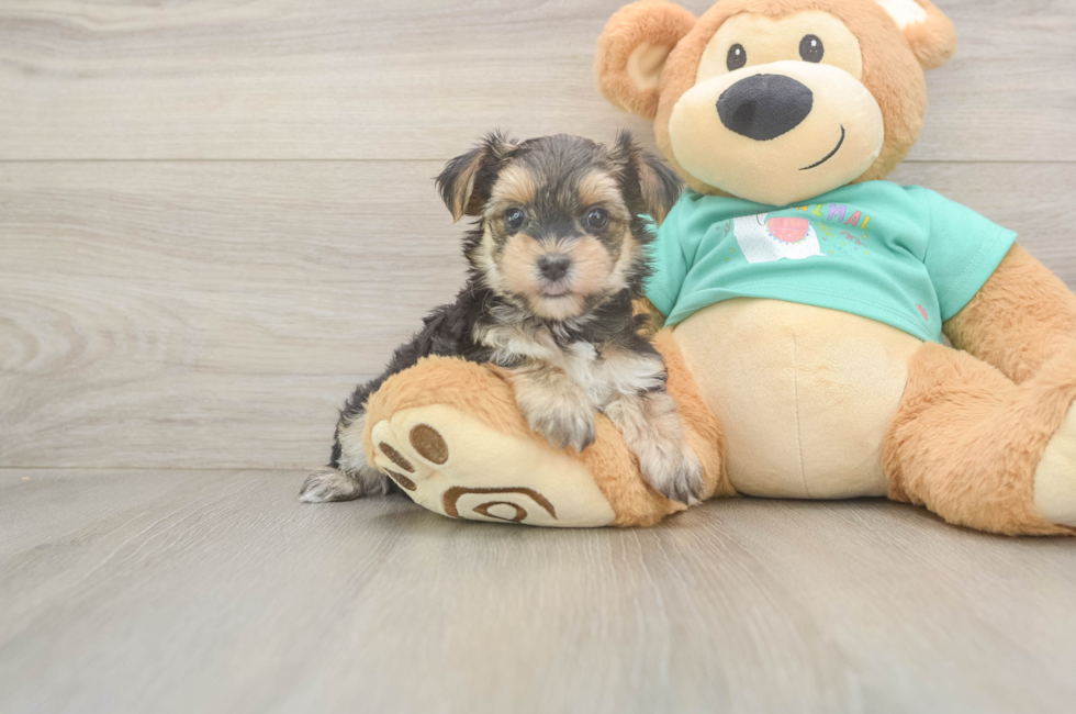 6 week old Morkie Puppy For Sale - Premier Pups