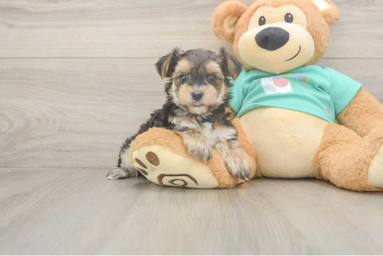Meet Nicole - our Morkie Puppy Photo  1/3 - Premier Pups Fluffy Morkie Designer Pup