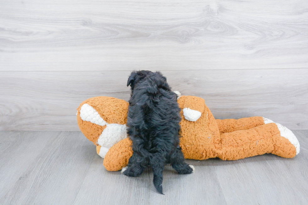 Happy Morkie Baby