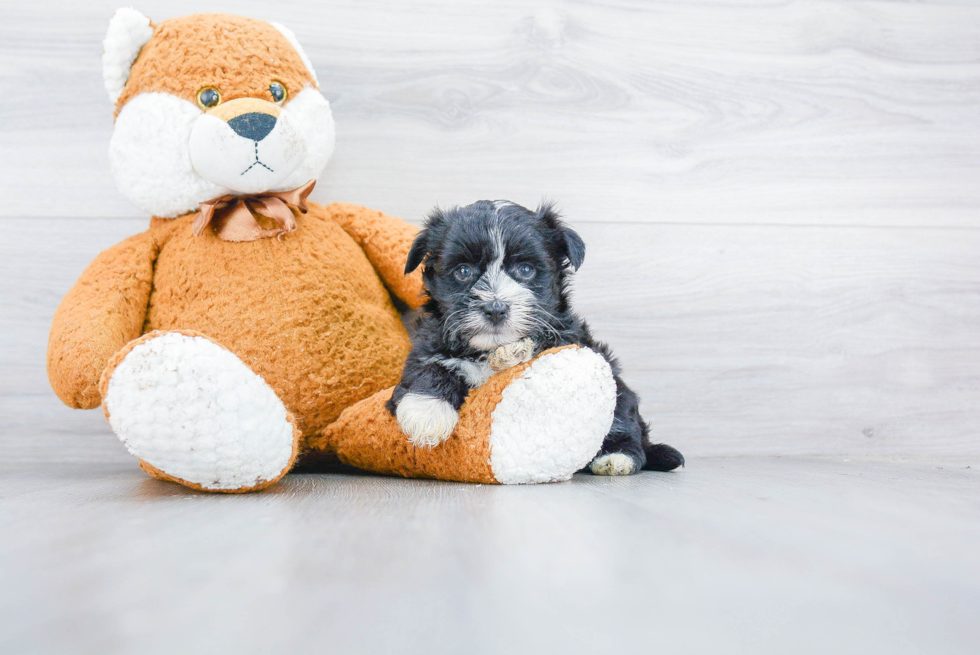 Friendly Morkie Baby