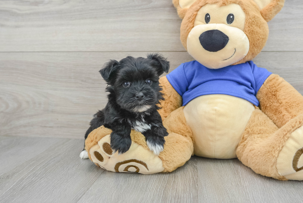 Morkie Pup Being Cute