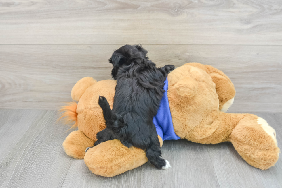 Playful Yorkie Designer Puppy