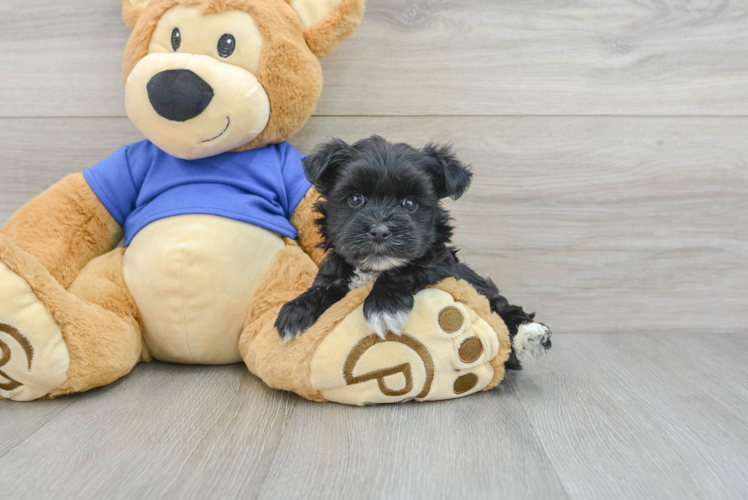 Best Morkie Baby