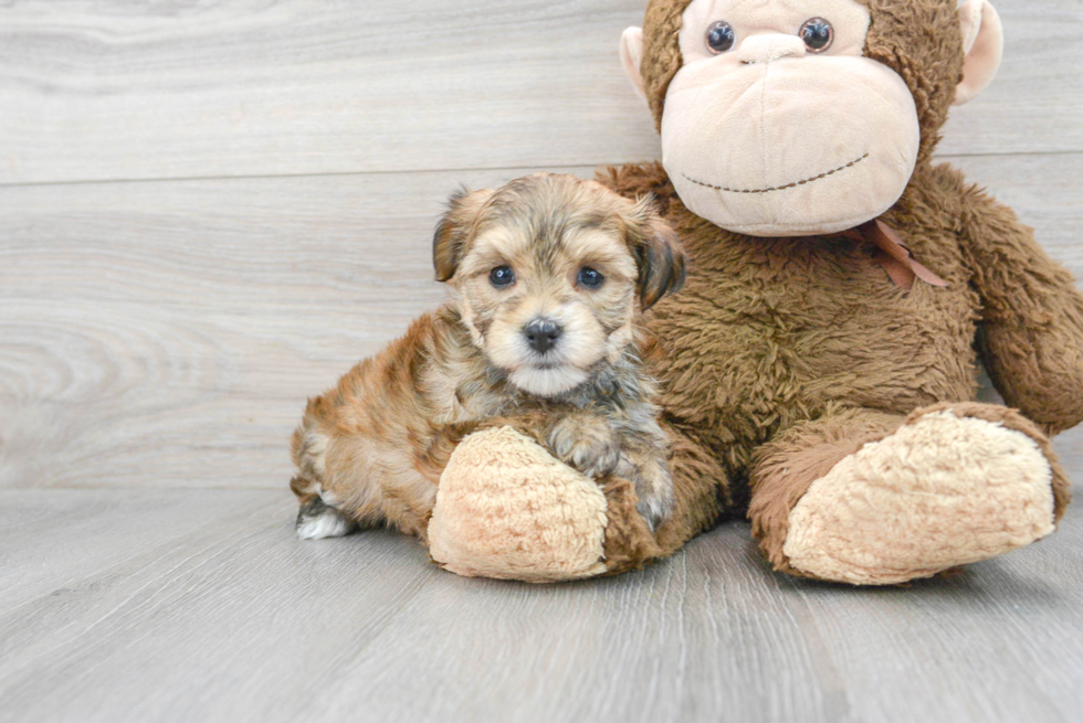 Best Morkie Baby