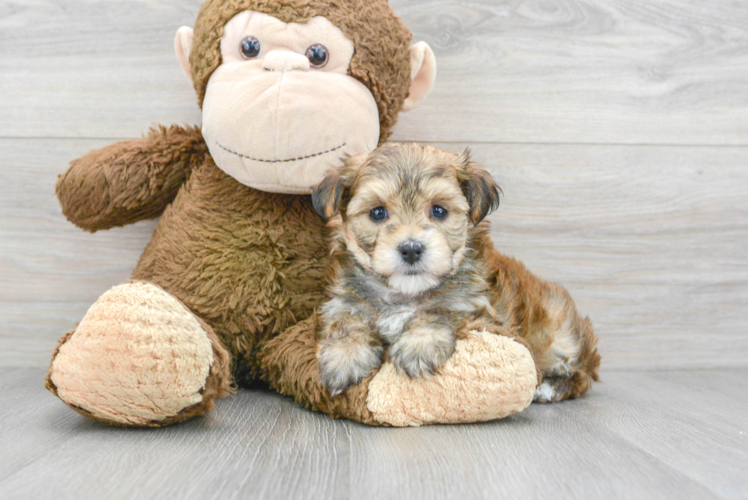 Best Morkie Baby