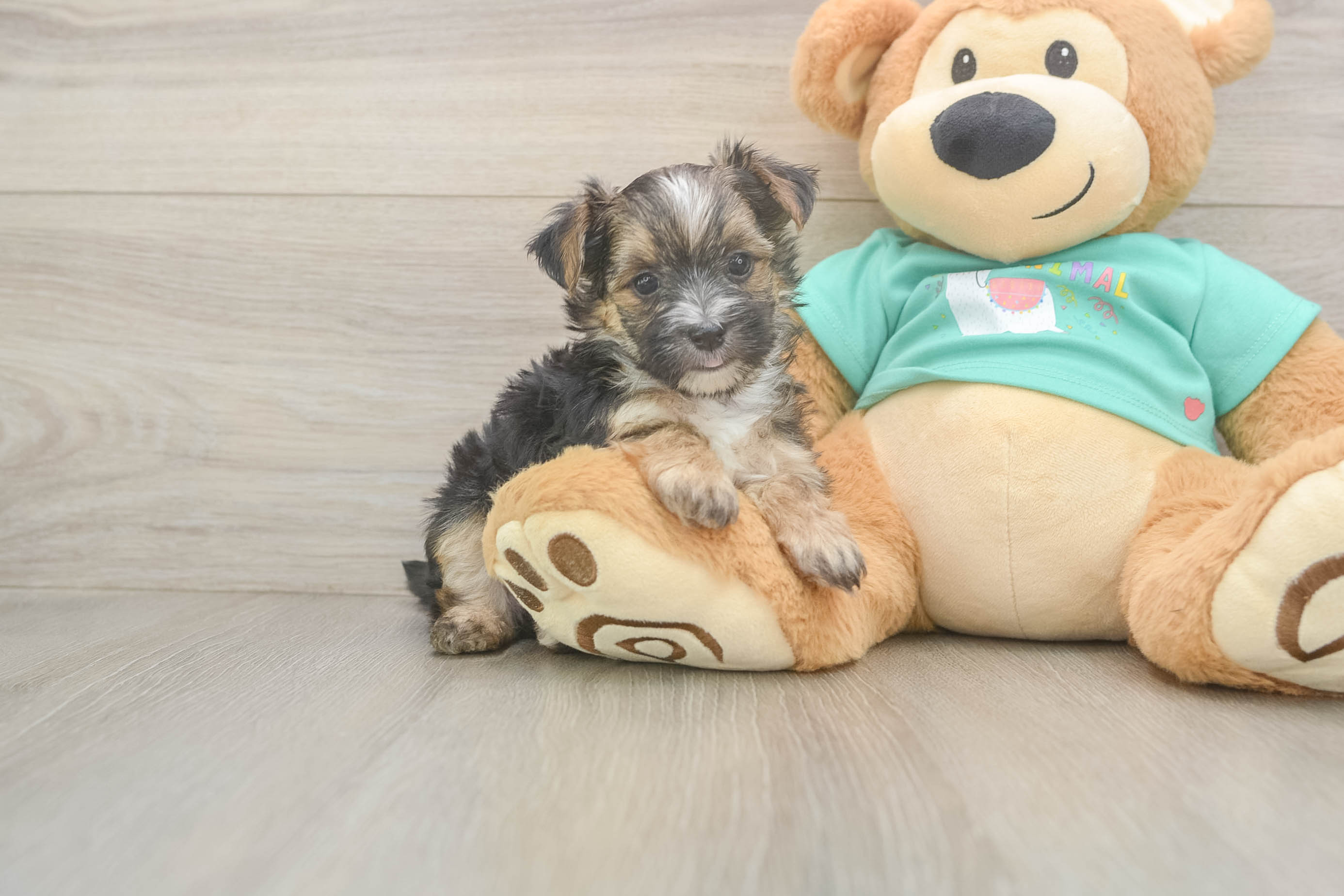 Sweet Morkie Baby