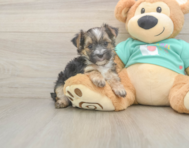8 week old Morkie Puppy For Sale - Premier Pups