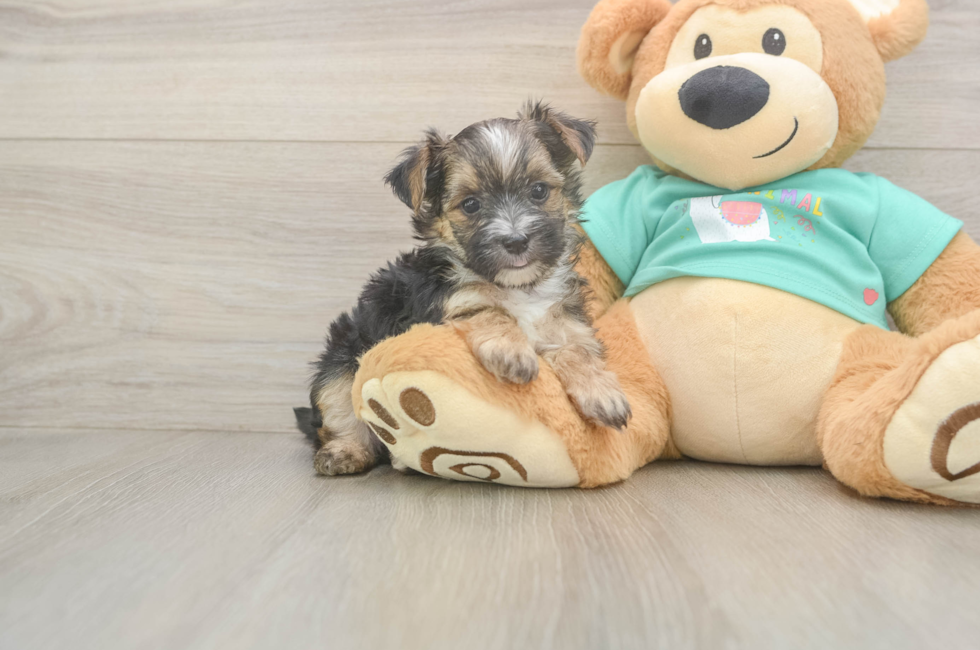 6 week old Morkie Puppy For Sale - Premier Pups