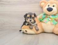 6 week old Morkie Puppy For Sale - Premier Pups