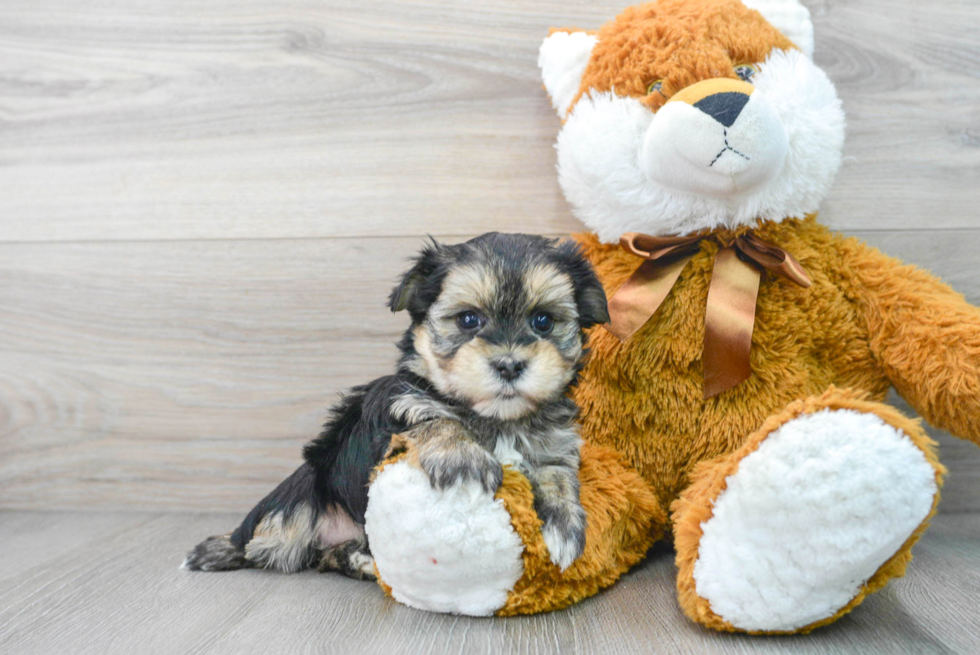 Morkie Pup Being Cute