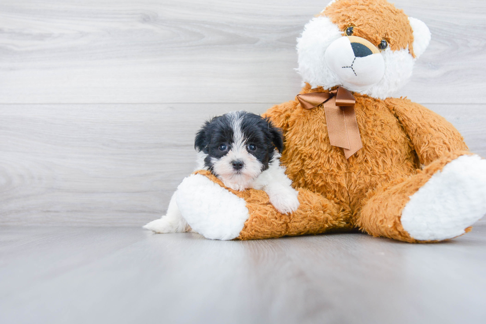 Morkie Puppy for Adoption