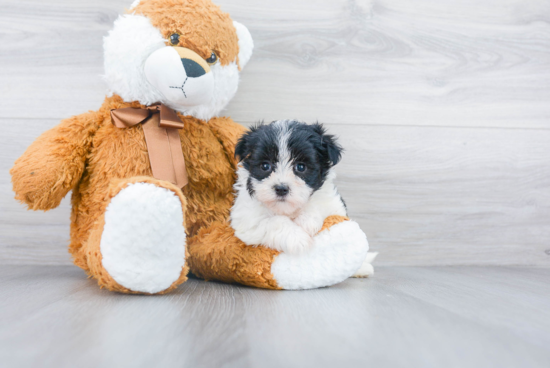 Little Yorkie Designer Puppy