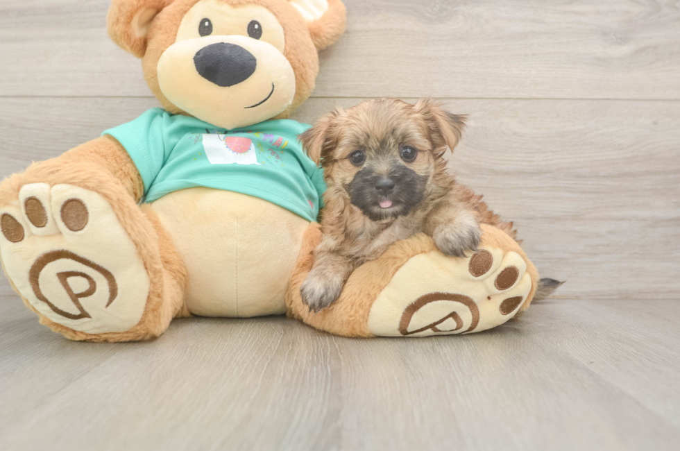 6 week old Morkie Puppy For Sale - Premier Pups