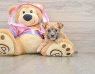 6 week old Morkie Puppy For Sale - Premier Pups