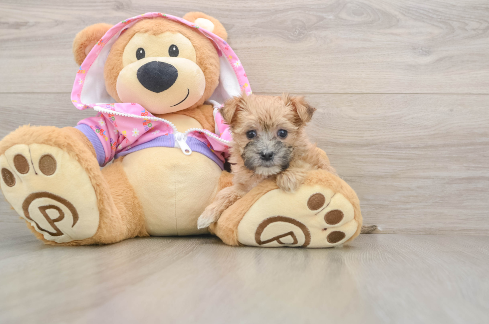5 week old Morkie Puppy For Sale - Premier Pups