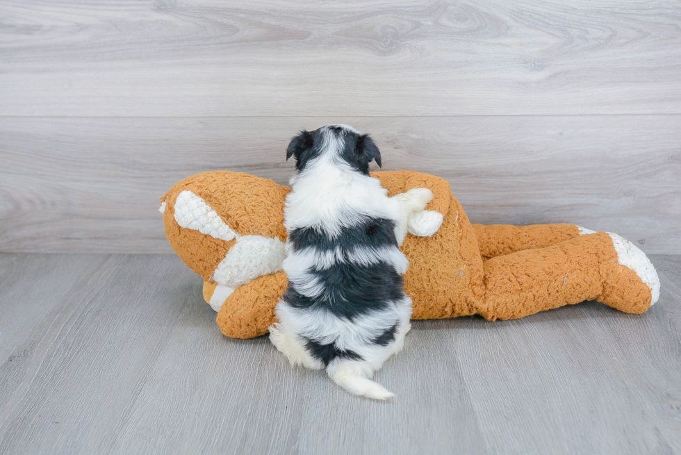 Cute Morkie Baby