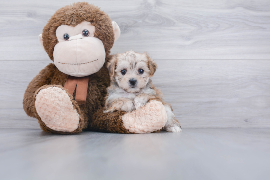 Morkie Pup Being Cute