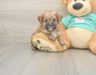 8 week old Morkie Puppy For Sale - Premier Pups