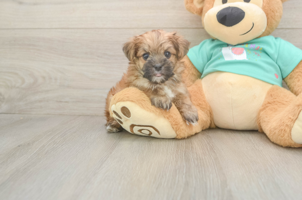 6 week old Morkie Puppy For Sale - Premier Pups