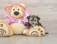 6 week old Morkie Puppy For Sale - Premier Pups