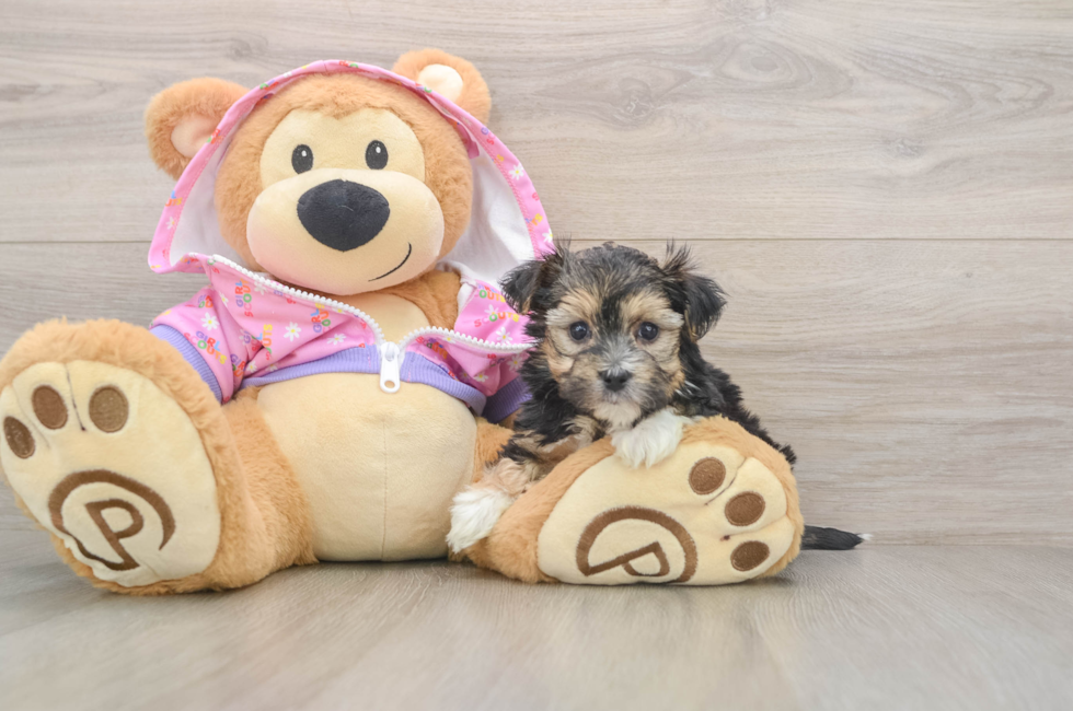5 week old Morkie Puppy For Sale - Premier Pups