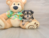 5 week old Morkie Puppy For Sale - Premier Pups