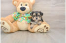 Morkie Pup Being Cute