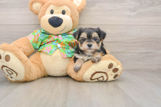 Morkie Pup Being Cute